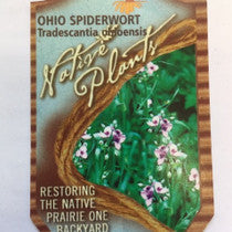 Ohio Spiderwort (#1 Pot)