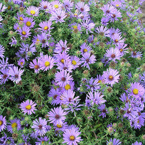 Aromatic Aster (#1 Pot)