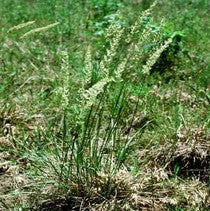 June Grass (#1 Pot)