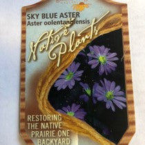 Load image into Gallery viewer, Sky Blue Aster
