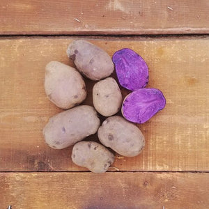 Seed Potato - 'Adirondack Blue' (by the pound)