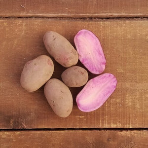 Seed Potato - 'Adirondack Red' (by the pound)