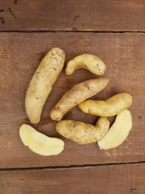 Seed Potato - 'Austrian Crescent' (by the pound)